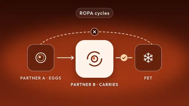 CARTR Plus cycle structure for reciprocal IVF, with the primary IVF cycle belonging to the partner who carries